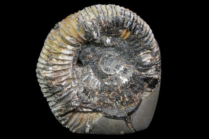 Ammonite In Septarian - Madagascar #113494